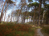 Darßer Wald - Nationalpark Vorpommersche Boddenlandschaft